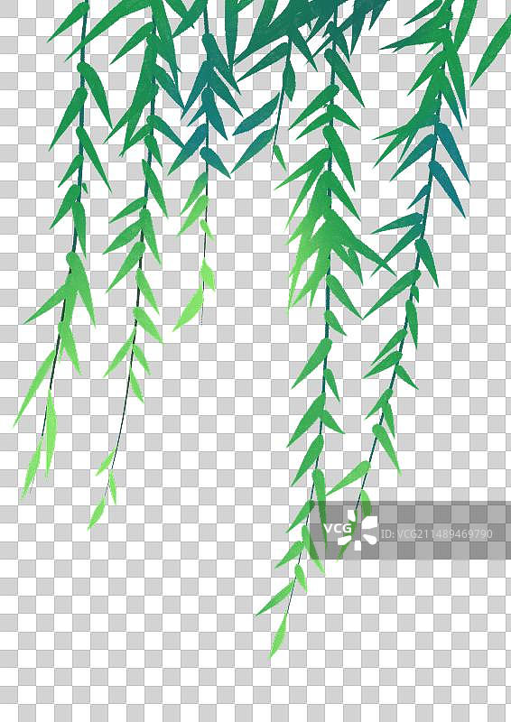 手绘柳枝柳树植物装饰插元素图片素材