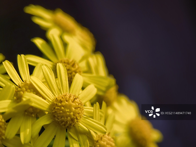 野菊花图片素材