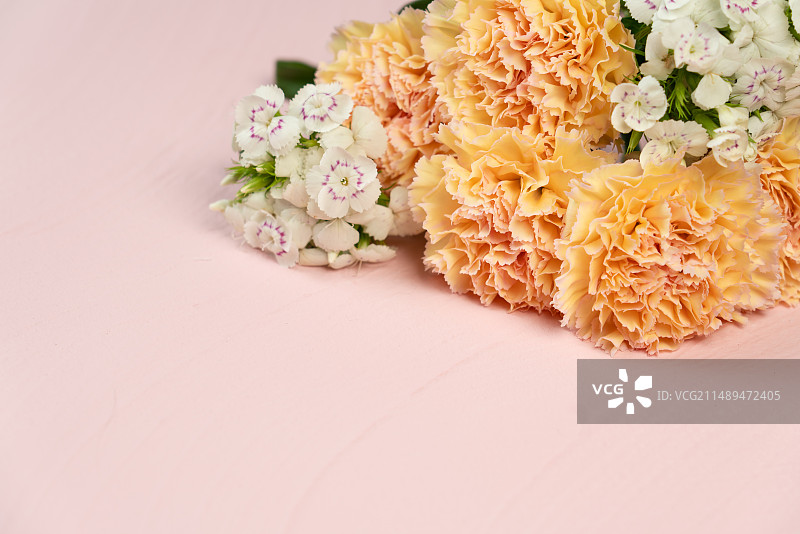 粉色背景花簇特写镜头 康乃馨可可西里 花石竹 白色 淡黄色 粉紫色 复古 清新 自然美图片素材