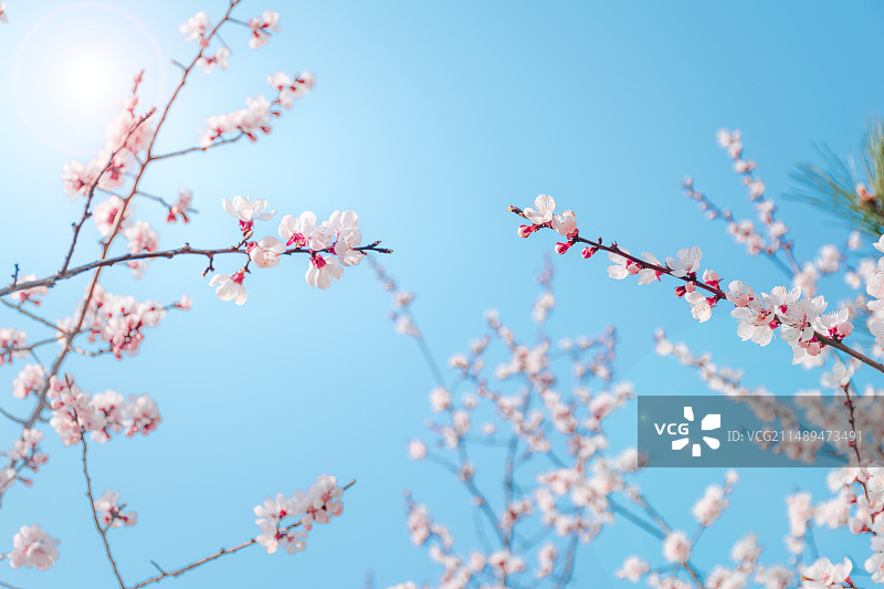 春天盛开的桃花花枝与蓝天图片素材