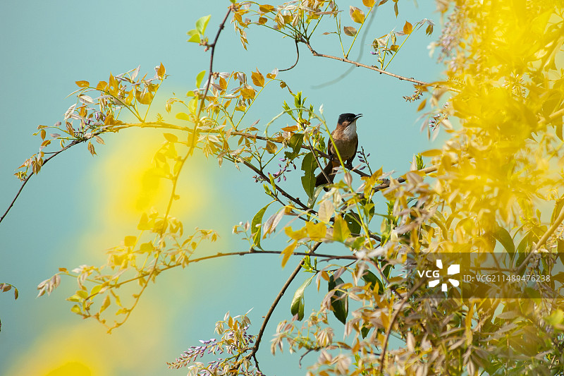 停在枝头的小鸟图片素材