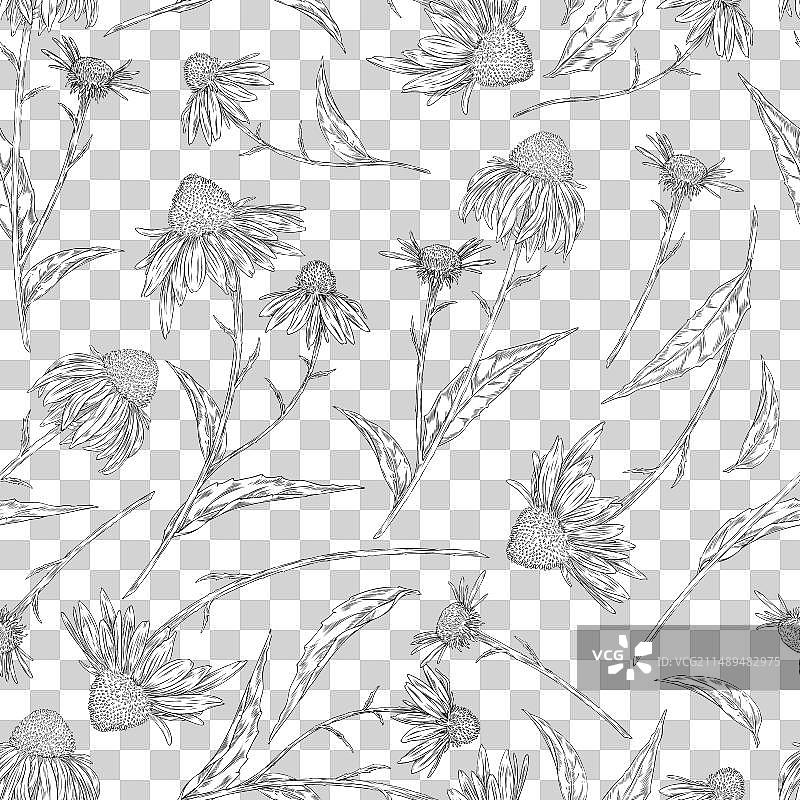 手绘紫锥菊图片素材