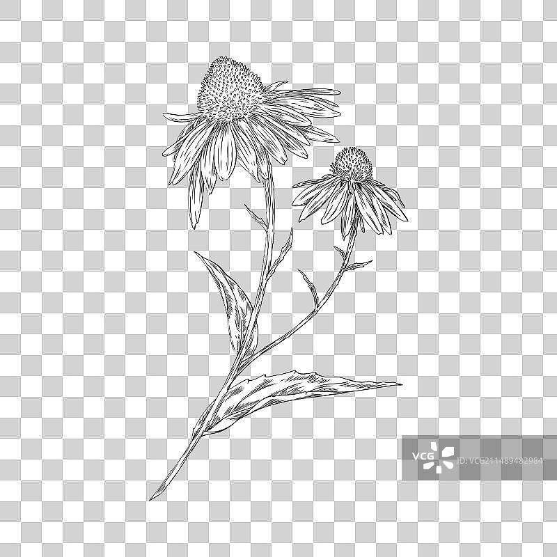 紫锥花雕刻手绘图片素材