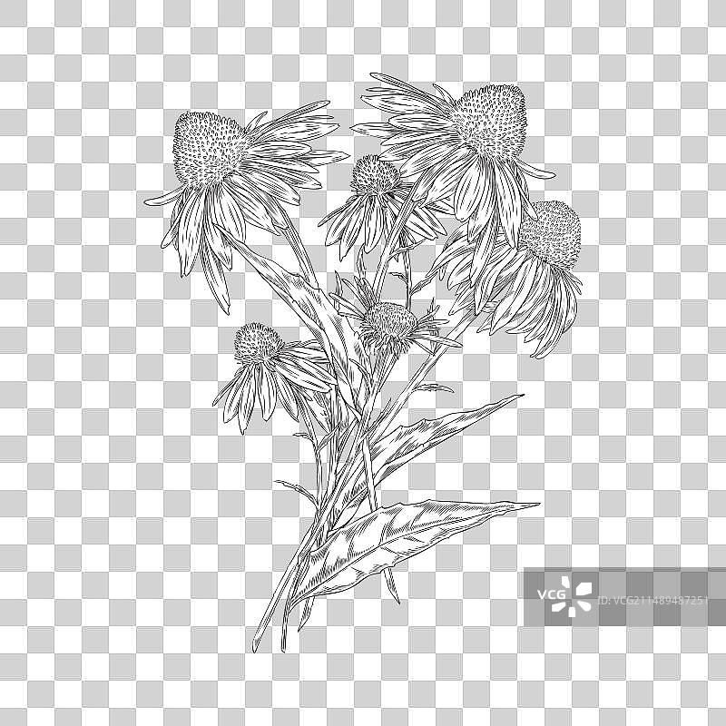 紫锥花花卉组合图片素材