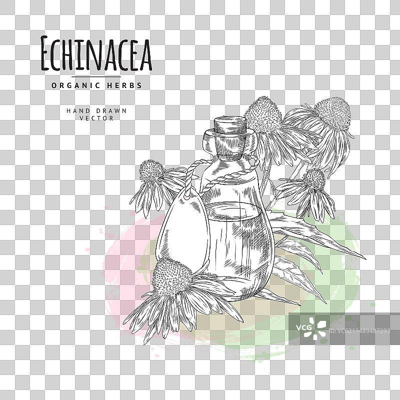 紫锥菊有机草本油标签或标记草图图片素材