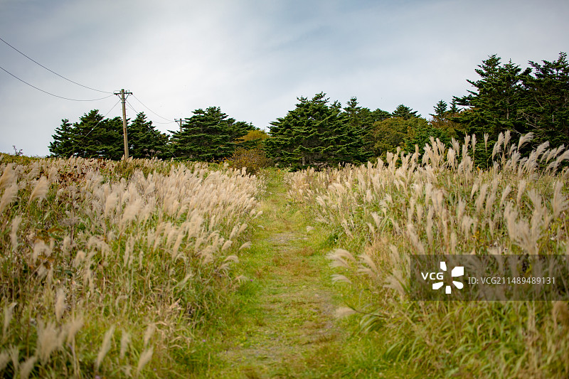亚洲日本北海道礼文岛的桃岩徒步道图片素材