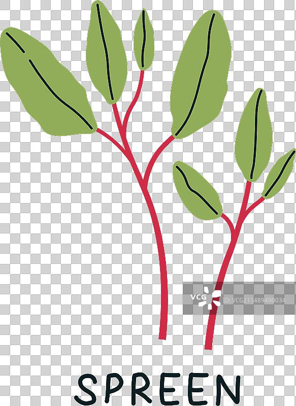 洋红色 Spreen 豆芽微型蔬菜图片素材