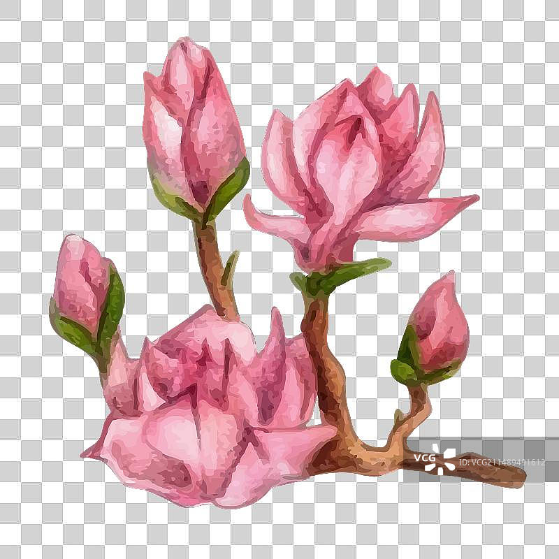 粉色盛开的玉兰花枝图片素材