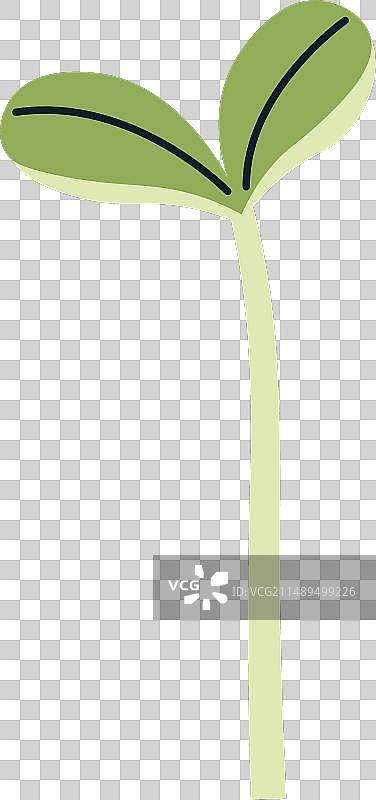 奶蓟草幼苗图片素材