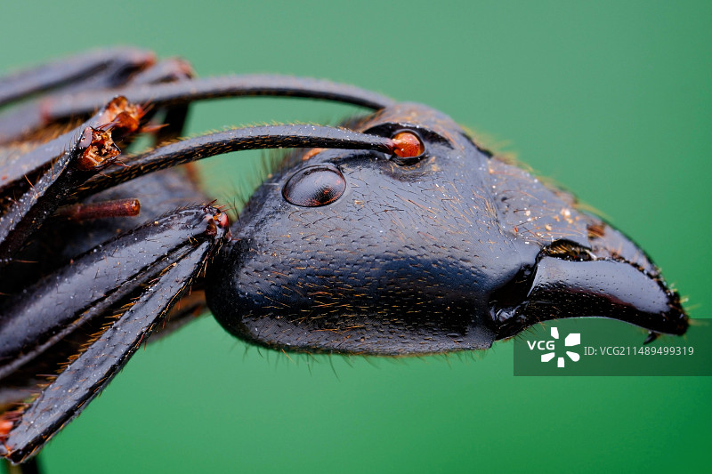 《巨人弓背蚁》图片素材