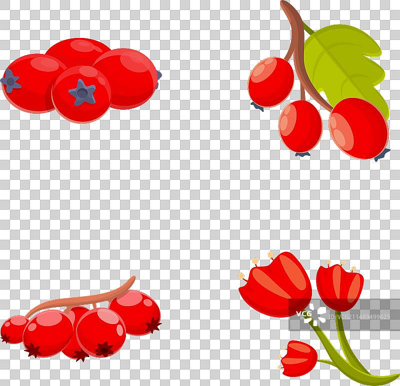 山楂浆果图标卡通集合图片素材