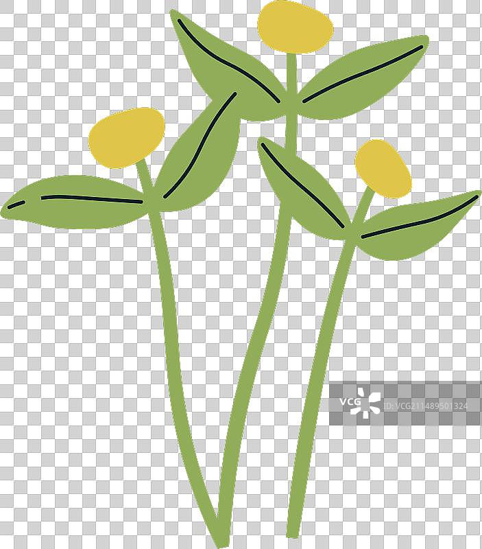 香菜芽苗图片素材