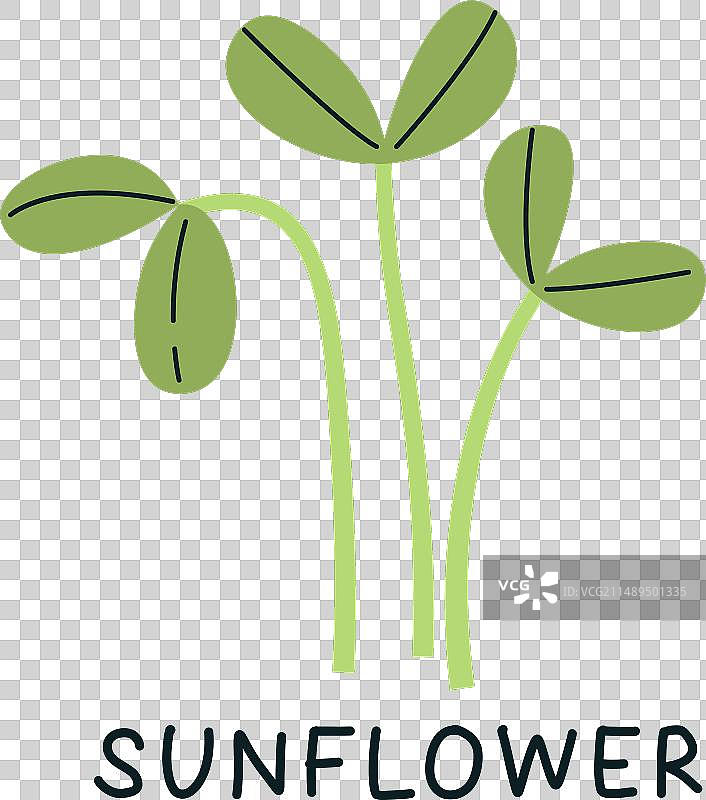 向日葵苗微型蔬菜图片素材