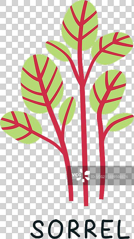 酢浆草苗微型蔬菜图片素材