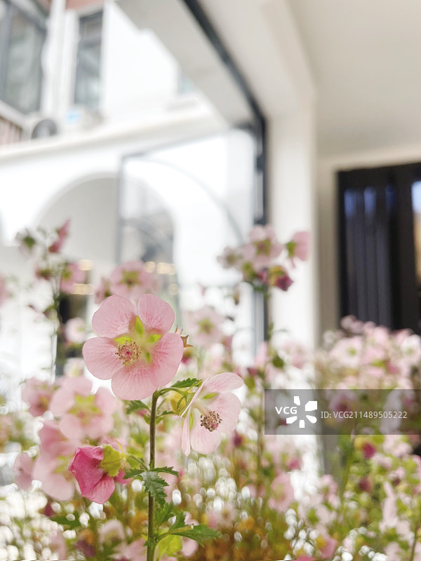木槿花图片素材