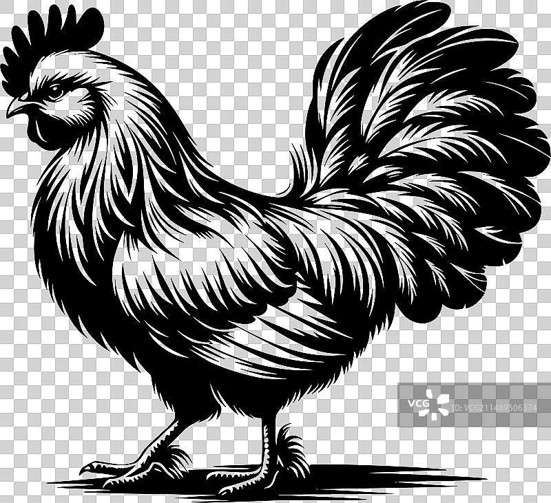 黑白相间的优雅矮脚鸡图片素材