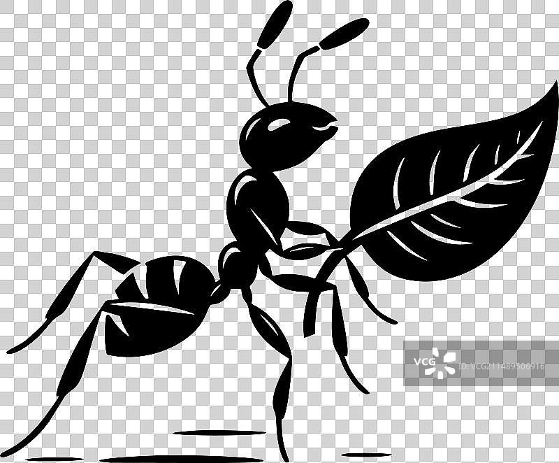 蚂蚁搬运树叶图片素材