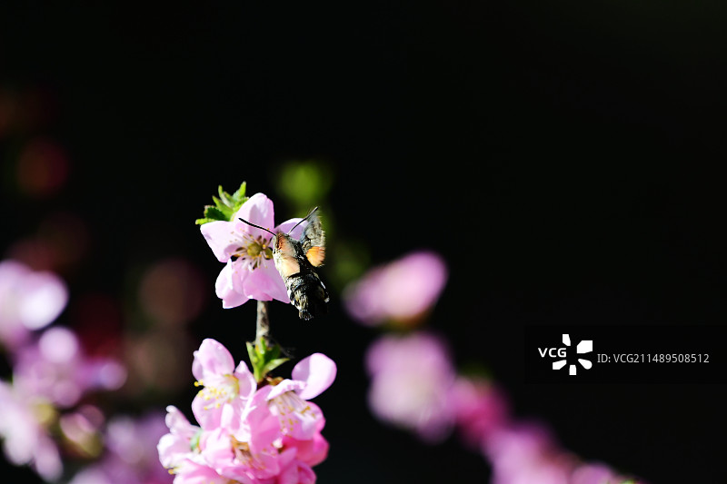 正在吸食花粉的蜂鸟鹰蛾图片素材