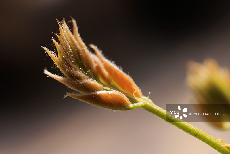 与花媲美图片素材