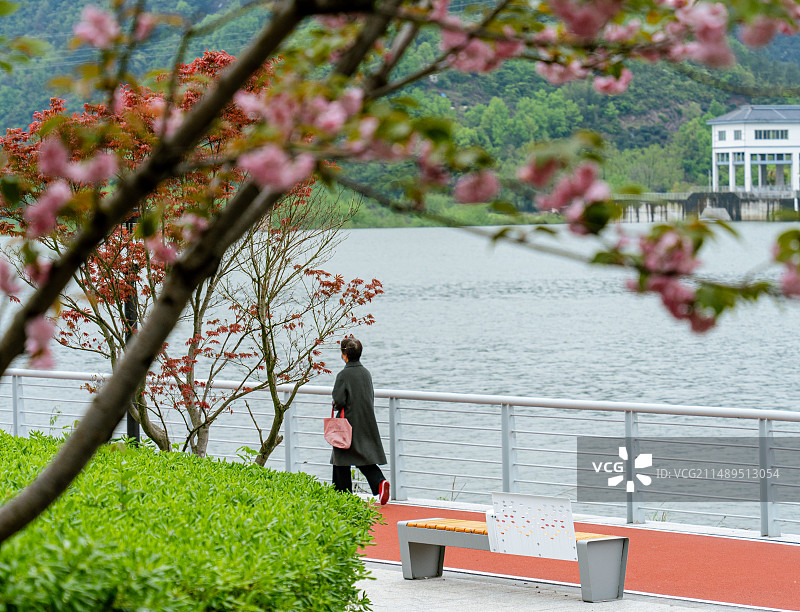 永安溪畔的晚樱图片素材