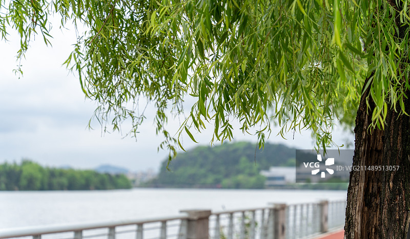 永安溪畔的垂柳图片素材