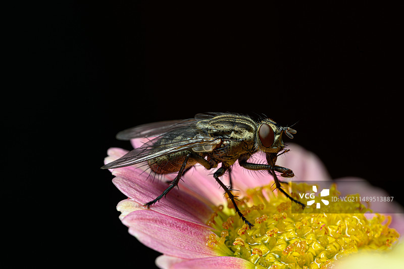 停在花瓣上的蝇图片素材