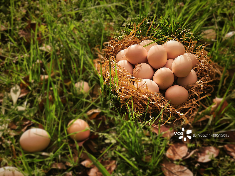 来自大自然的馈赠.绿草地里捡到一窝鸡蛋图片素材