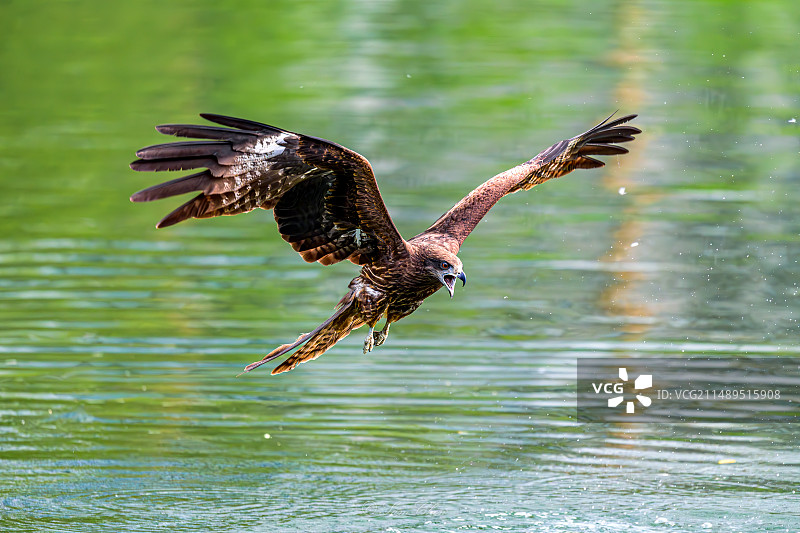 飞过湖面的黑鸢的特写镜头图片素材
