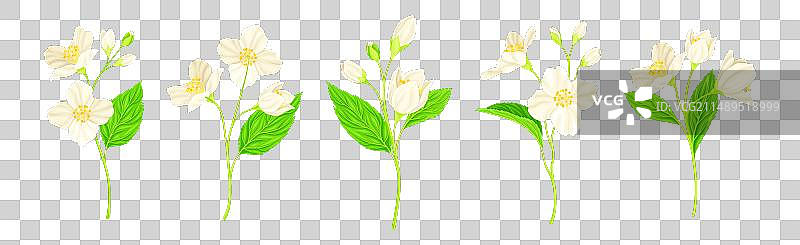 带茎和绿叶的茉莉花图片素材