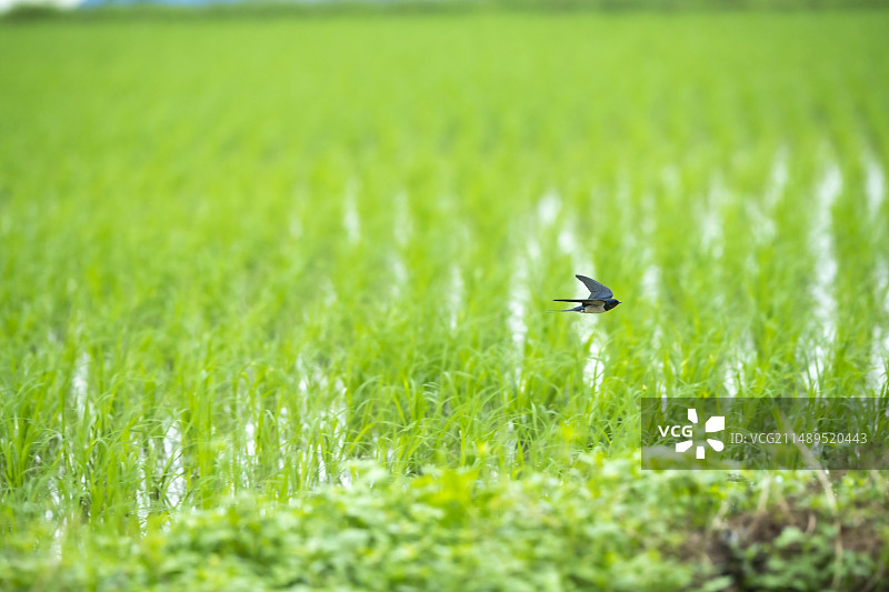 清明时节燕子在绿色的稻田上飞翔图片素材