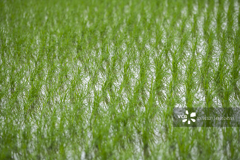 春天清明时节绿色的稻田图片素材