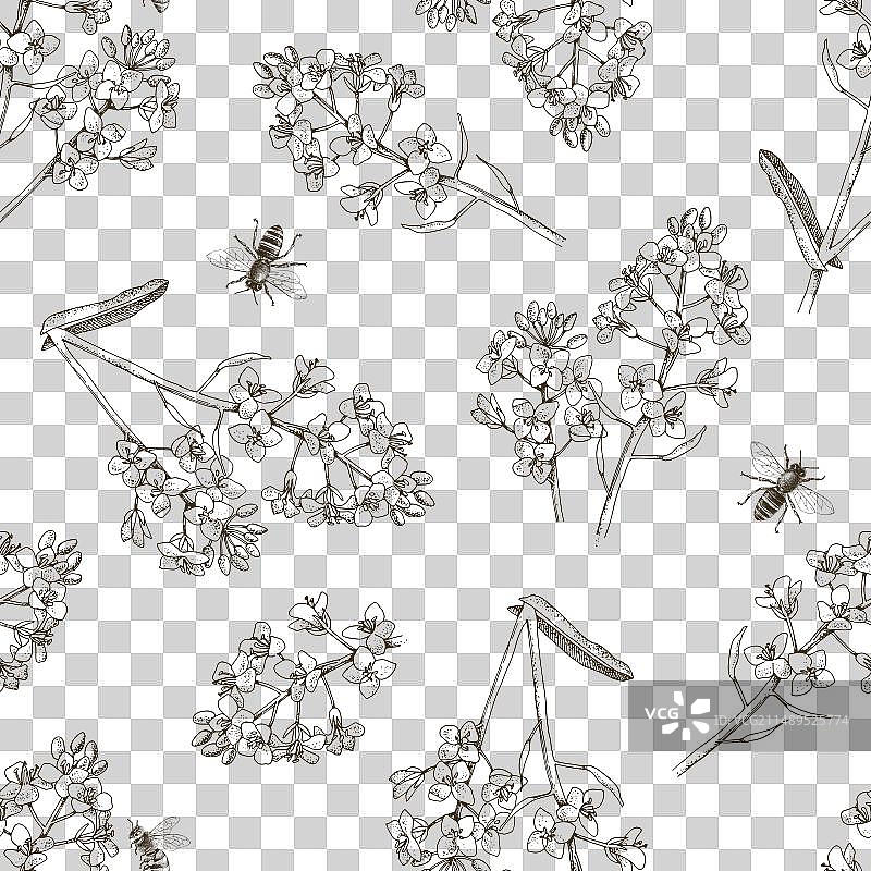 蜜蜂为油菜授粉的无缝图案图片素材