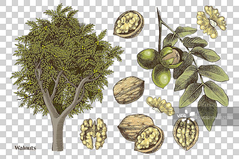 手绘核桃素材图片素材