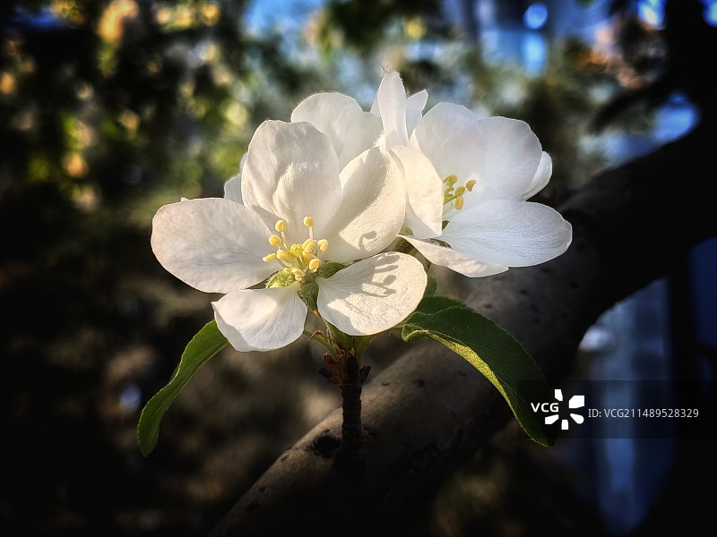 海棠花开图片素材