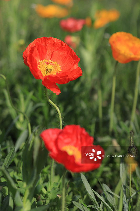 虞美人花朵（竖图）  竖拍虞美人  虞美人手机壁纸图片素材