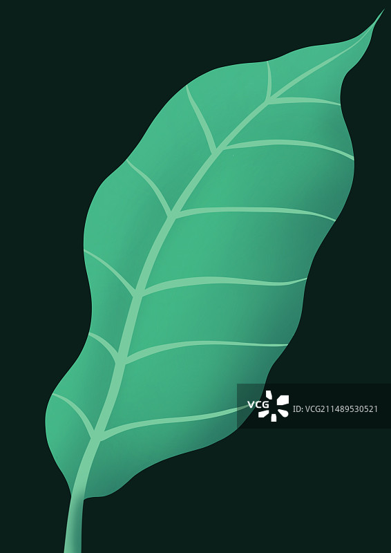 插画 叶子 护眼图片素材