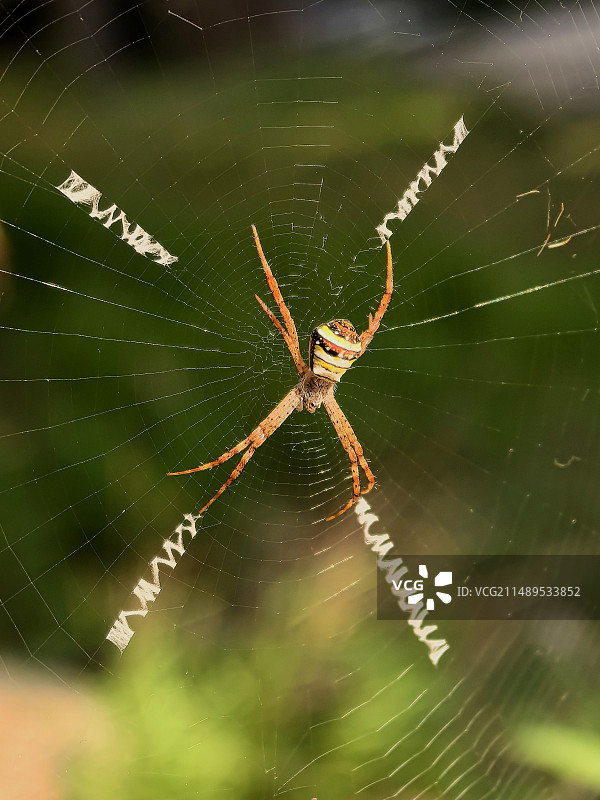 会写字母的蜘蛛图片素材
