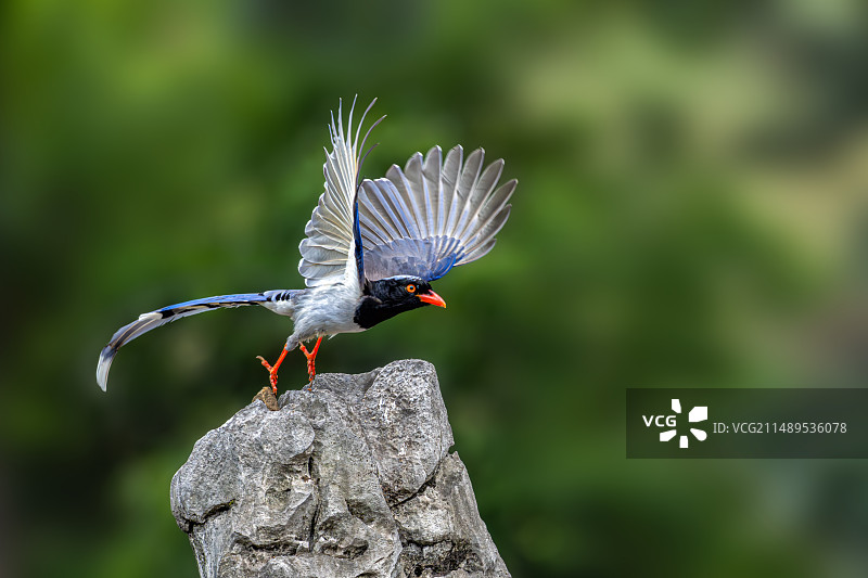 红嘴蓝鹊图片素材