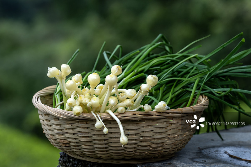 湖北恩施深山里的山野菜小根蒜等图片素材