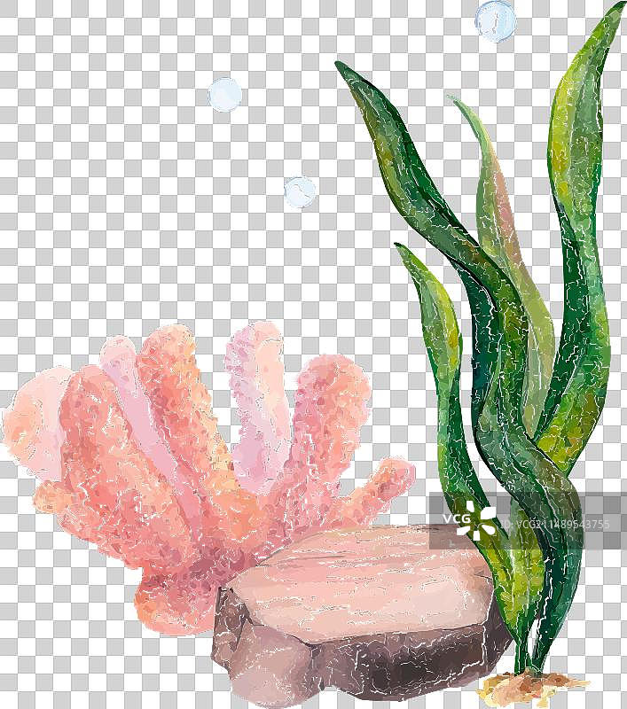 水彩珊瑚带状藻类插画集图片素材