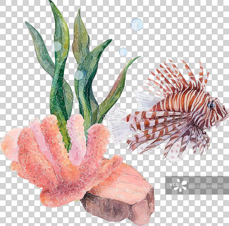 珊瑚带状藻类水彩画集图片素材