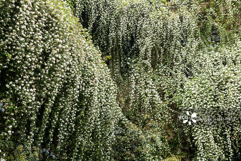春天白色七里香花九里香千里香图片素材