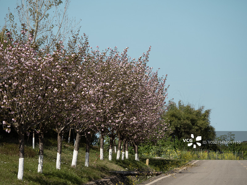 乡村公路图片素材