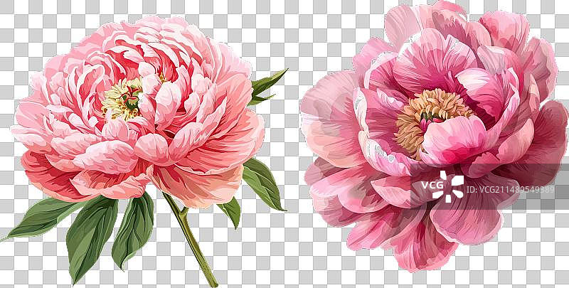 粉色牡丹花图片素材