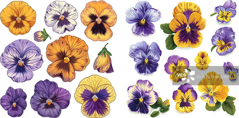 黄色紫罗兰花卉元素图片素材