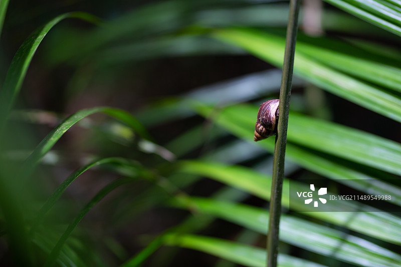 菲律宾薄荷岛图片素材