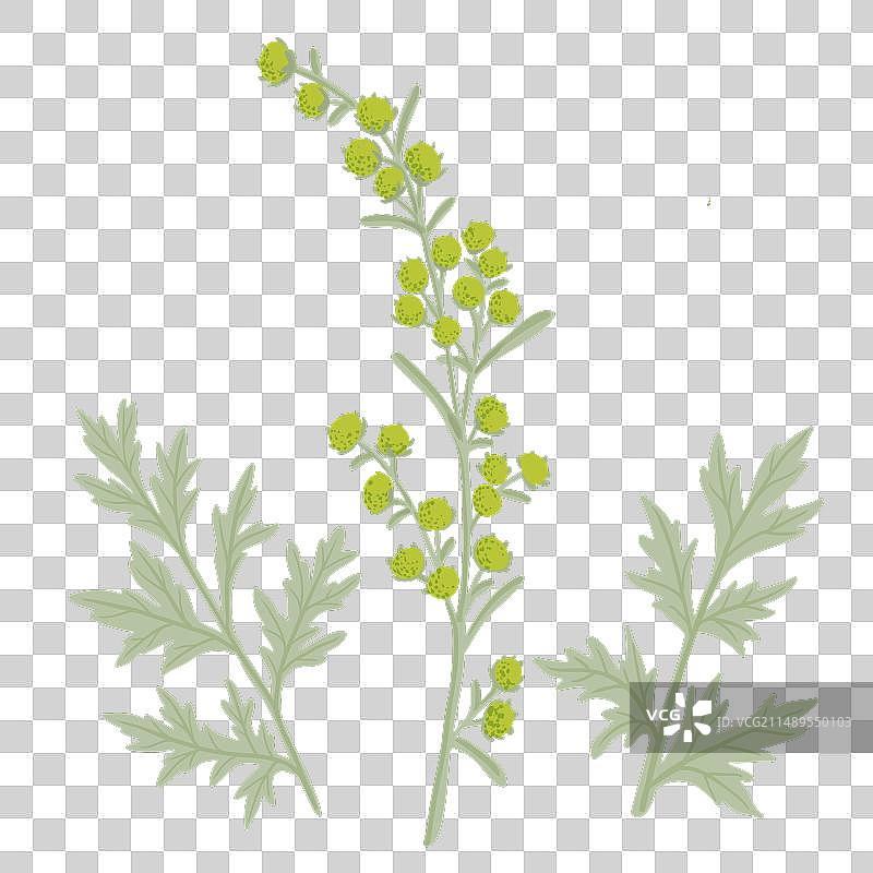 绘画野生花朵蒿草图片素材