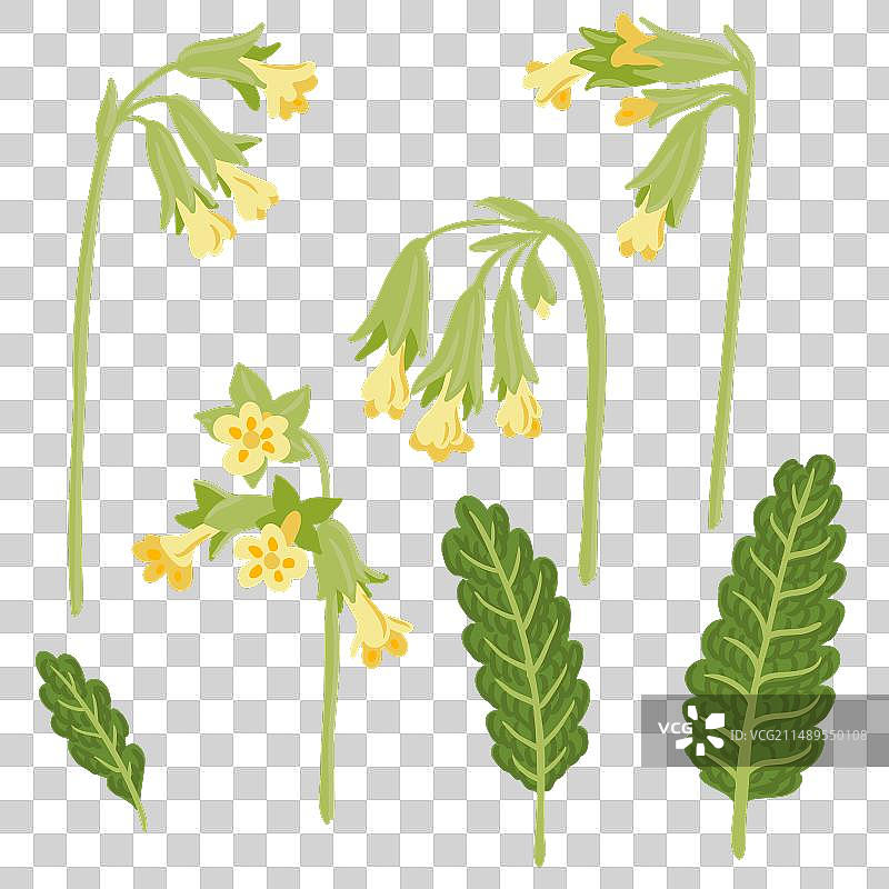 手绘野花报春花图片素材