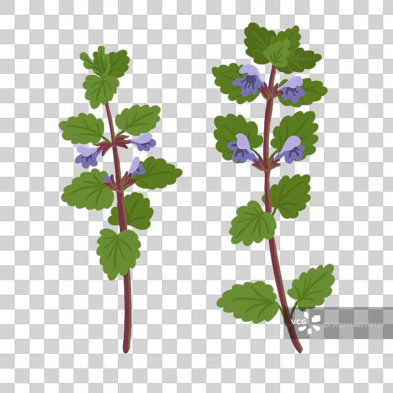 野花地 ivy 图案图片素材