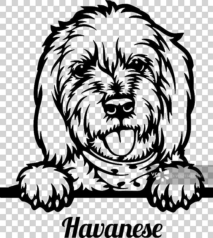哈瓦那犬 - 宠物犬品种 - 宠物狗图片素材